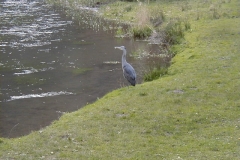 Heron on the river bank