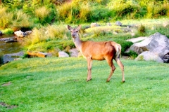 Another surprised deer