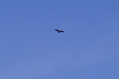 Golden Eagle over Loch Scridain