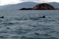 Bottle-nosed dolphins on the way to Staffa