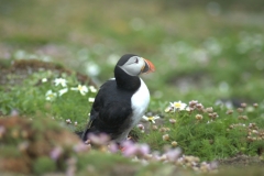 ...and one of the inhabitants - a puffin