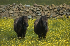 Shetland ponies