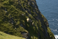 Sheep have a good head for heights