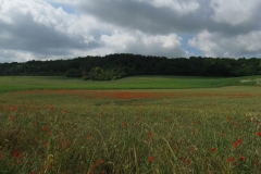 Poppy fields on the way to Rambouillet
