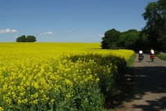 Rape fields, near Nosely