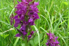 Spotted Orchid