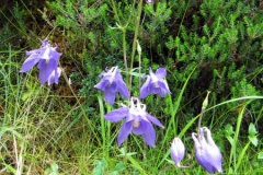 Columbines