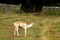 Bradgate Park