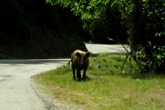 Wild boar