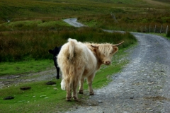 Claerwen Farm
