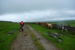 Mastilles Lane