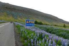 Lupins line the road over Hvammsfjell