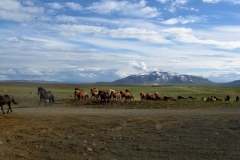 Spare horses arriving at Árbúðir