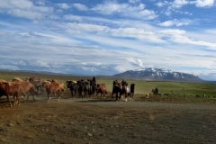 Spare horses arriving at Árbúðir
