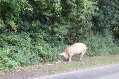 New Forest resident