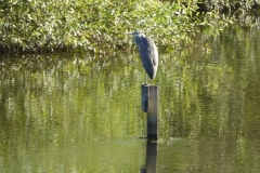 Heron, Upper Woodford