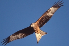 Red Kite - Chilterns