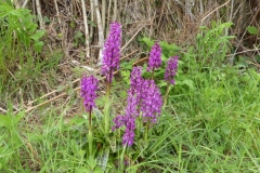 Spotted Orchids