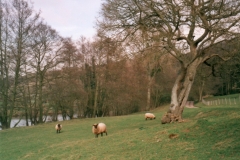 Pastoral Scenery in Wye Valley