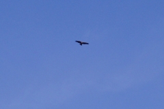 Golden Eagle over Loch Scridain