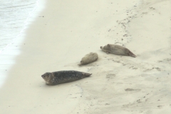 Seals on the beach
