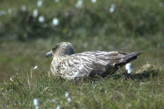 A nesting skua