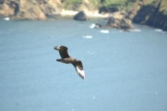 Skua