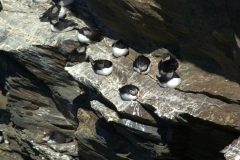 Puffins