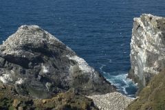 Gannet colony