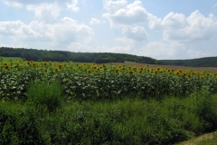 Sunflowers, Cézy