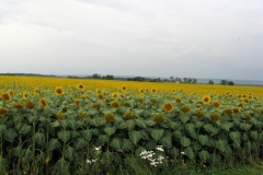 Sunflowers near Ouges