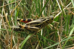 Cicarda