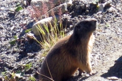 Marmot on Passo di Fosagno