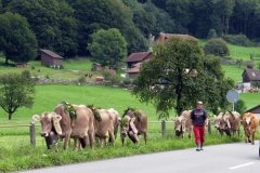Dressed up cows