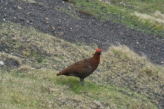 Red Grouse