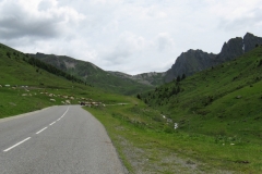 Cows on the ascent of the Col du Tourmalet