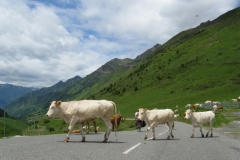 Cows on the ascent of the Col du Tourmalet