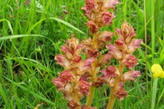 Broomrape