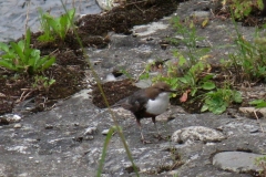 Dipper