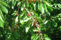 Wild Cherries