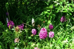 Orchids