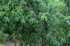 Nectarines near Bouleternere