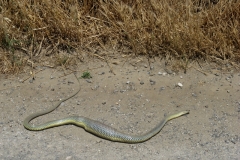 Well fed juvenile Aesculapian Snake