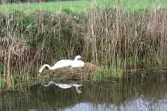 Bridgewater Canal