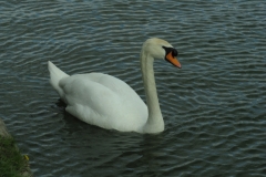 Sharpness Canal