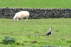 Lapwing