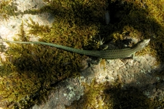 Lizard