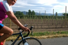Vinyards