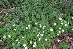 Spring at last, Wood Anemones