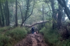 Past the fallen tree